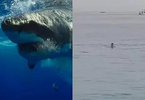 'Real Life Jaws': Russian tourist eaten alive by Shark in front of father at Egyptian beach, Video Viral