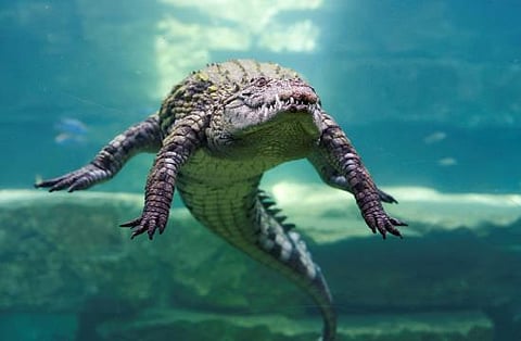 'China in horror': Over 70 crocodiles escape from farm amid Typhoon Haikui; Residents warned to stay inside