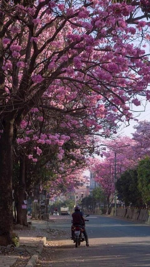 Bengaluru City turns pink with Cherry Blossoms like flowers