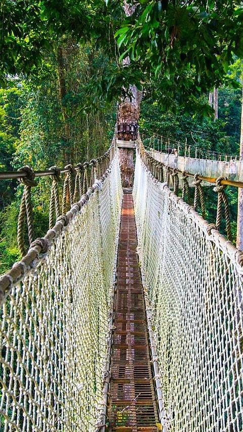 International Day of Forests: Top 8 largest forests in the world