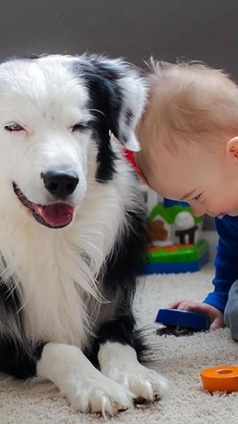 Most Loyal Dog Breeds In The World