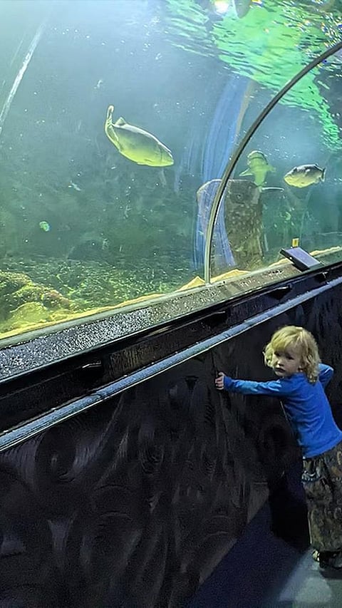 Most Beautiful Aquariums In The World