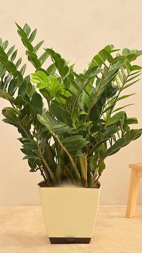9 Most Unsafe Indoor Plants