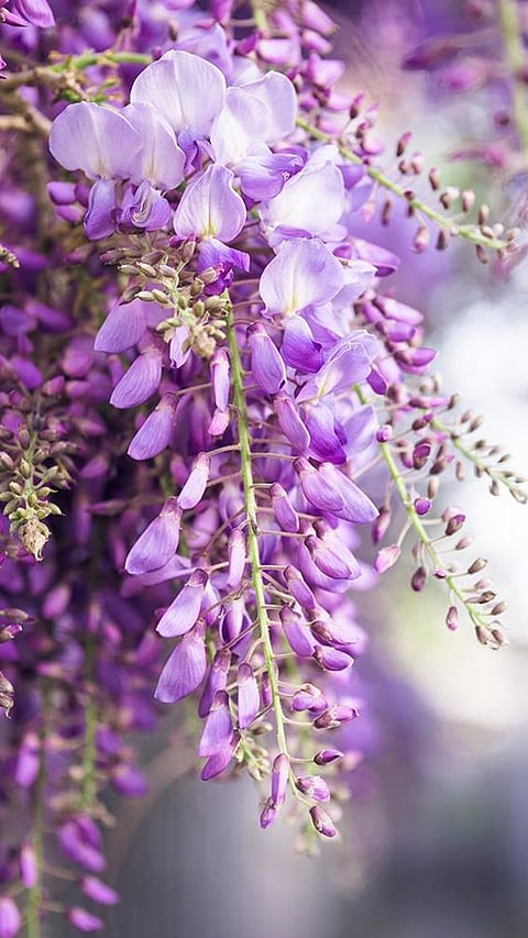 9 Most dangerous flowers in the world