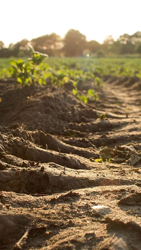 9 Most Unsafe Soils for Making Kitchen Garden