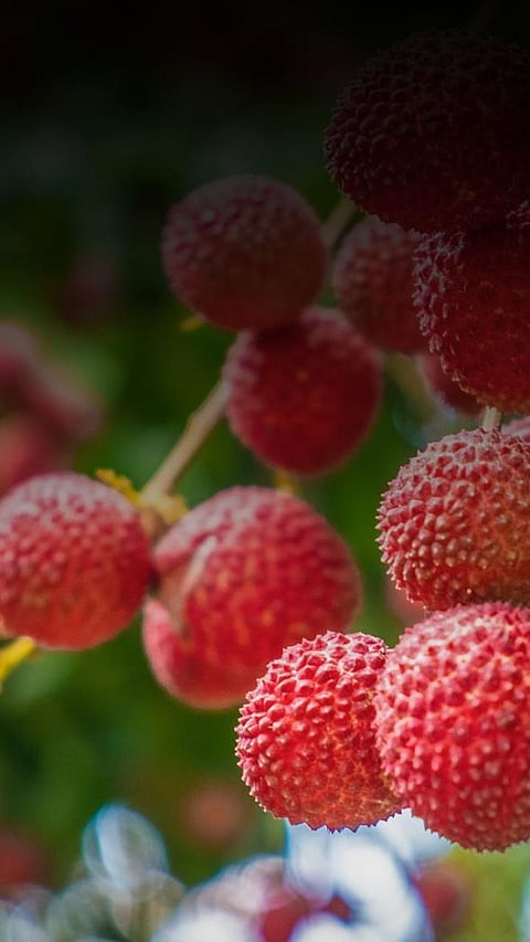 9 health Benefits of Lychee
