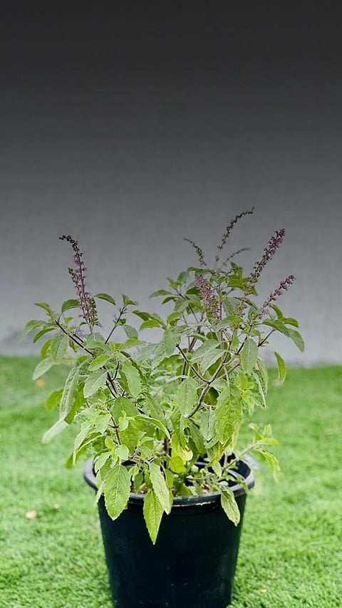 Traditional healing: 9 indian herbs used in ayurvedic medicine