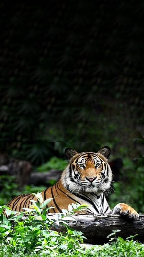 Hidden Wildlife Gems: Central India's Lesser-Known Sanctuaries