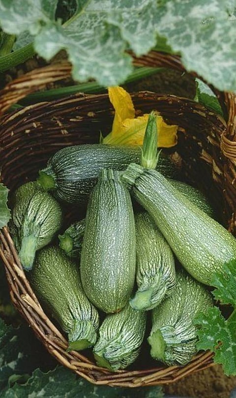 9 Vegetables that are mistaken for Fruits