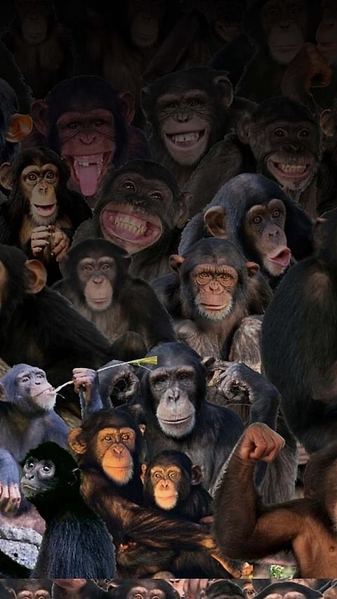 9 Historically Famous Monkeys in the World