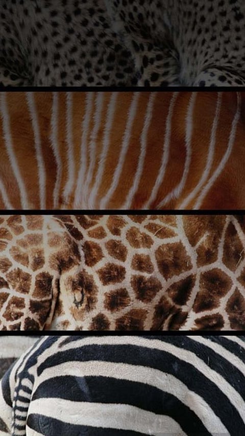 9 Items that are made out of Animal Skin