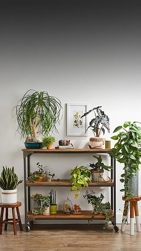 7 Houseplants for a Striking Indoor Display