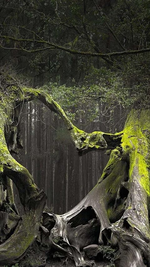 Inside ‘world’s creepiest forest’ where UFOs are seen and people disappear