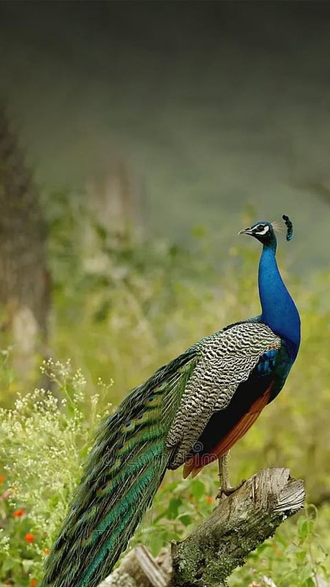 5 Fascinating Birds of India