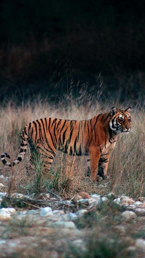 The Wildlife Circuit: 7 National Parks and Sanctuaries in Northern India a must visit