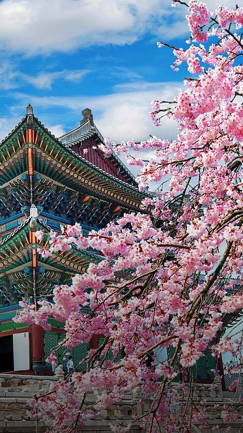 8 Best Places In India To Admire Cherry Blossom
