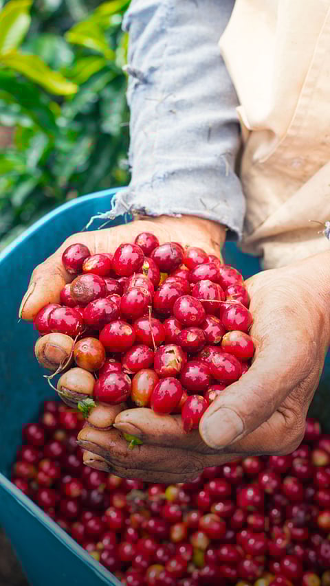 8 Coffee Plantations you must Visit in India