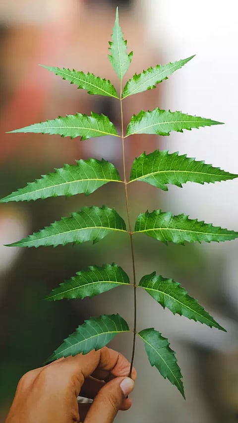 8 Amazing Benefits of Eating Neem Leaves Daily