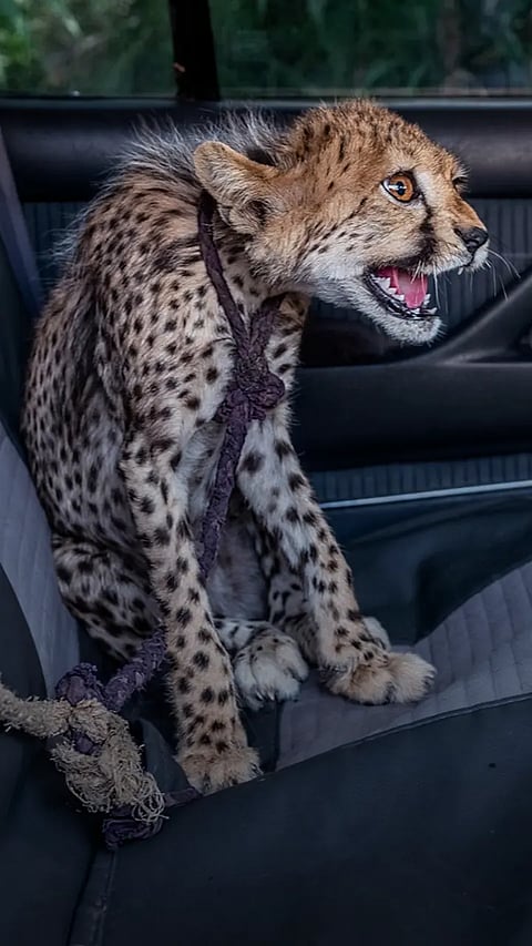 5 Animals you can’t keep as pets in India