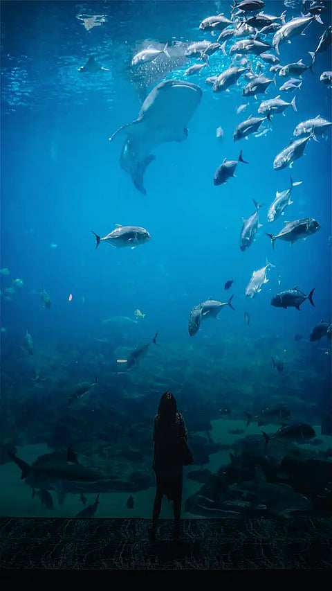 7 Most Beautiful Aquariums in the World