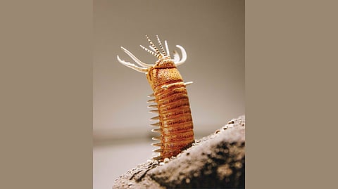 A model of a prehistoric, predatory worm is among the many strange creatures lurking in Cincinnati Museum Center’s newest exhibit.