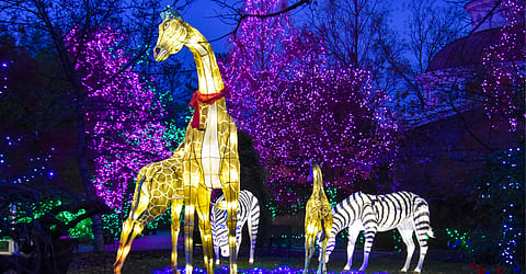 Cincinnati Zoo: Hippos & Lanterns & Lights, Oh My!