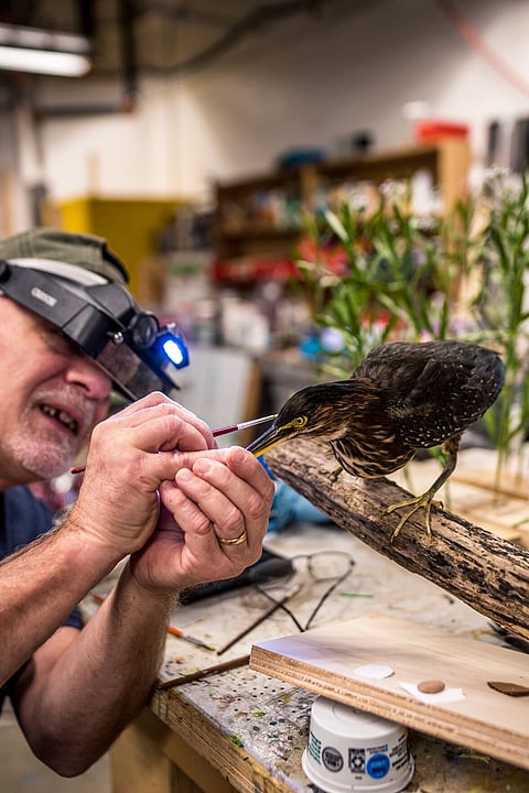 Cincinnati Museum Center: New Exhibit Brings Nature To You