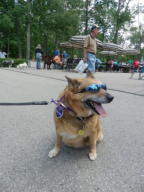 Pyramid Hill Hosts Canines & Wine Benefitting Animal Friends Humane Society