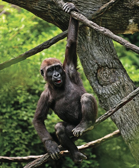 Multiply Your Impact at the Cincinnati Zoo