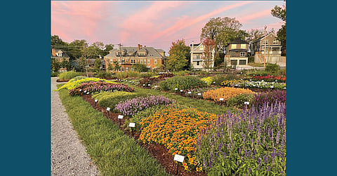 Cincinnati Zoo: Bees Are Buzzin' About Avondale's Urban Garden
