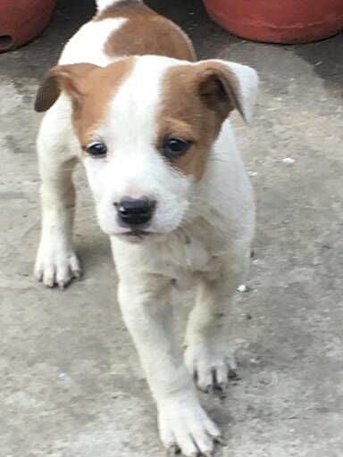 #UberPuppies