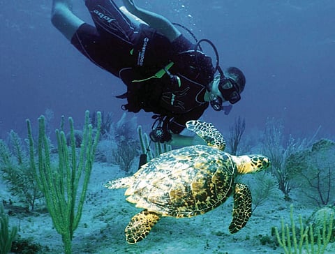 Education and Conservation: How The Central Caribbean Marine Institute Is Working to Save Our Oceans