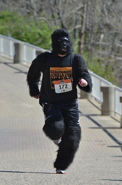 Gorillas Ran Loose on the Streets of Cincinnati