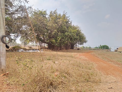 Hennagara grazing land needs protection.