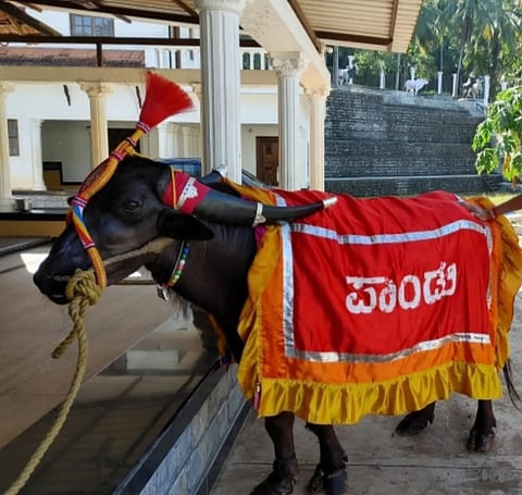 ನಂದಳಿಕೆಯ ಪಾಂಡು