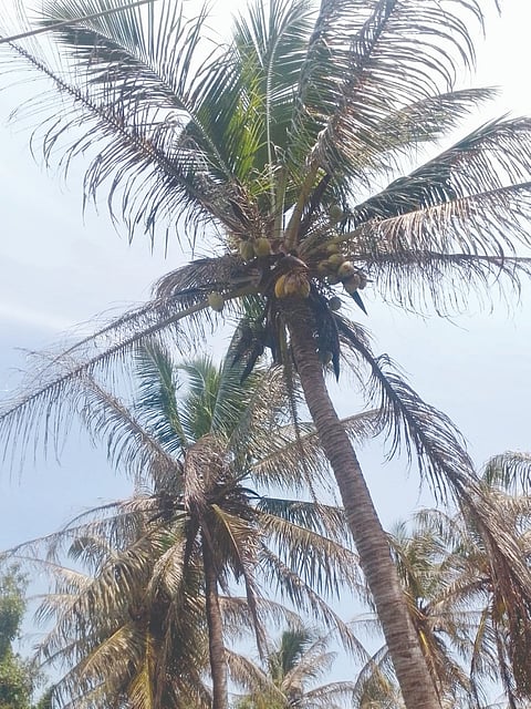 ಕಪ್ಪು ತಲೆ ಹುಳ ಬಾಧೆಯಿಂದ ತೆಂಗಿನ ಮರಗಳು ಸಂಪೂರ್ಣ ಹಾನಿಗೊಂಡಿರುವುದು.