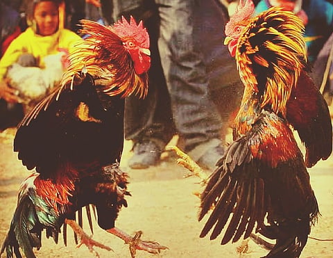 ಕಿದೂರಿನಲ್ಲಿ ಕೋಳಿ ಅಂಕಕ್ಕೆ ದಾಳಿ: ಮೂವರ ಬಂಧನ