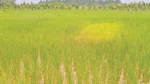 Drought assessment