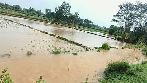 ಭತ್ತದ ಬೆಳೆ ನೀರಿನಲ್ಲಿ ಮುಳುಗಿ ನಷ್ಟ