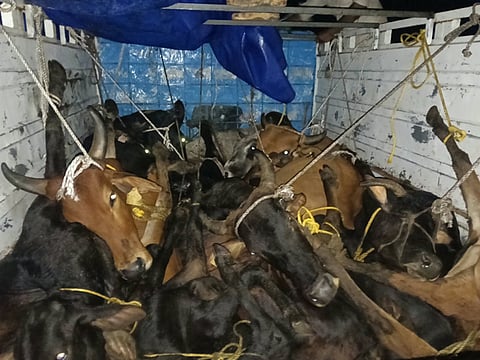 ಪಿಕಪ್ ವಾಹನದಲ್ಲಿ ಜಾನುವಾರು ಸಾಗಾಟ