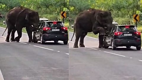 Wild elephant steps onto car after blocking the road; driver narrowly escapes death.