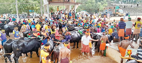 ದಸರಾ ಕಂಬಳಕ್ಕಾಗಿ ಕೋಣಗಳ ಆಯ್ಕೆ ಪ್ರಕ್ರಿಯೆ ಮಿಯ್ಯಾರಿನಲ್ಲಿ ನಡೆಯಿತು.