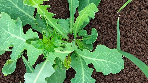 Hakkaraki leaves are a boon for cancer treatment