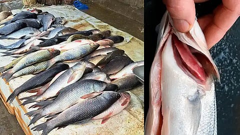 Fish