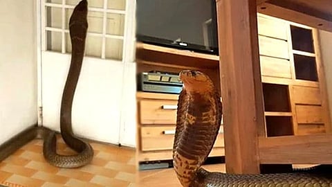 Snakes
