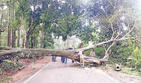 tree collapse