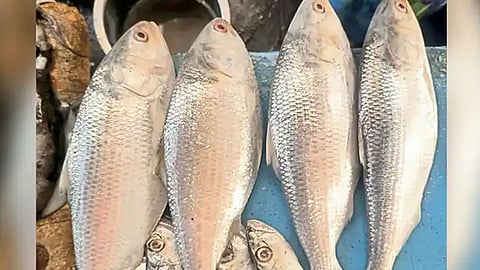 Luxury Fish