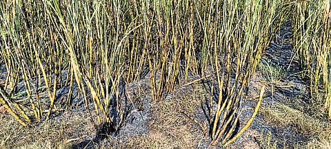 The sugarcane crop of the farmers of Amaragatti village under Lakkalakattee village panchayat of Gajendragada taluk is close to fire.