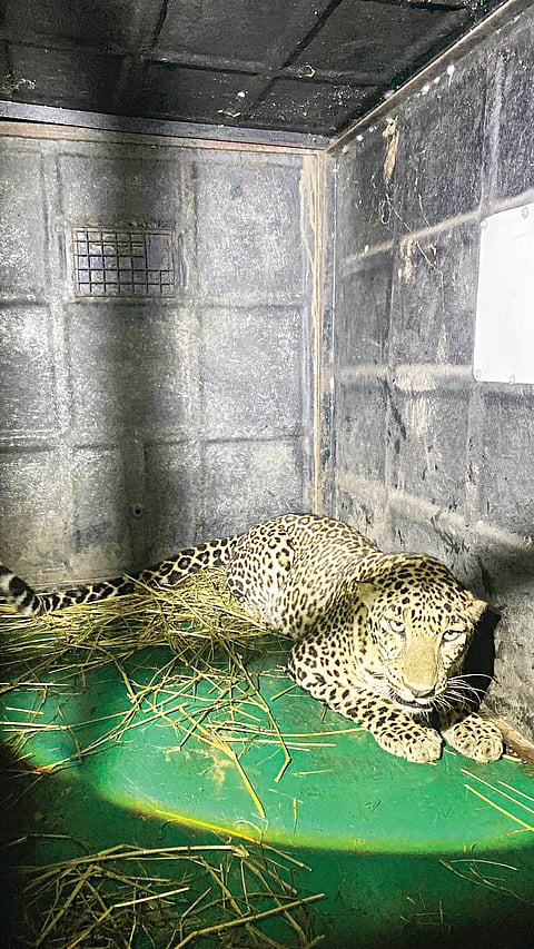 ಚಿರತೆ ಬೋನಿನಲ್ಲಿ ಸೆರೆಯಾಗಿರುವುದು.