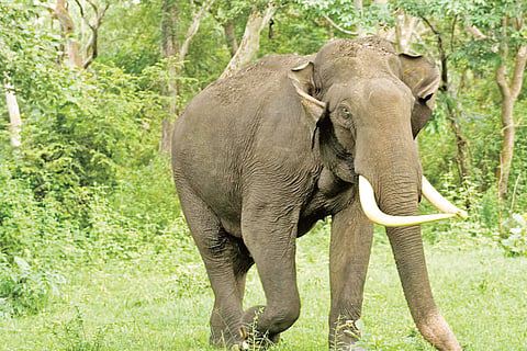 eliphant